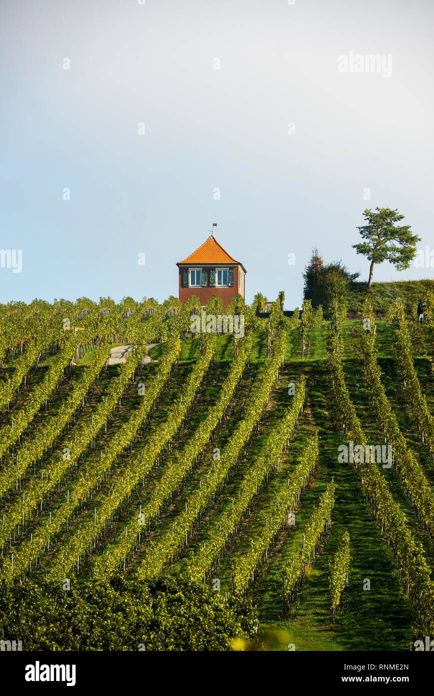 Cottage avec vigne rouge vigne, Immenstaad, Lac de Constance, Bade-Wurtemberg, Allemagne Banque D'Images