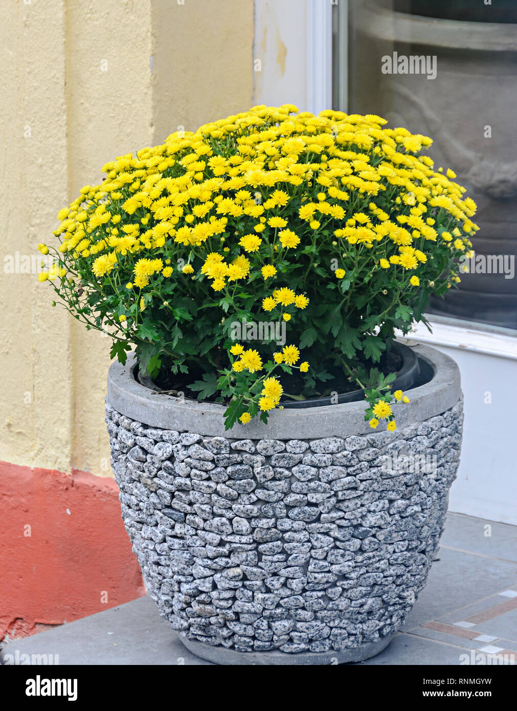 Chrysanthèmes jaunes fleurs de bush en pot rock en plein air, les mamans ou chrysanths, Close up. Banque D'Images