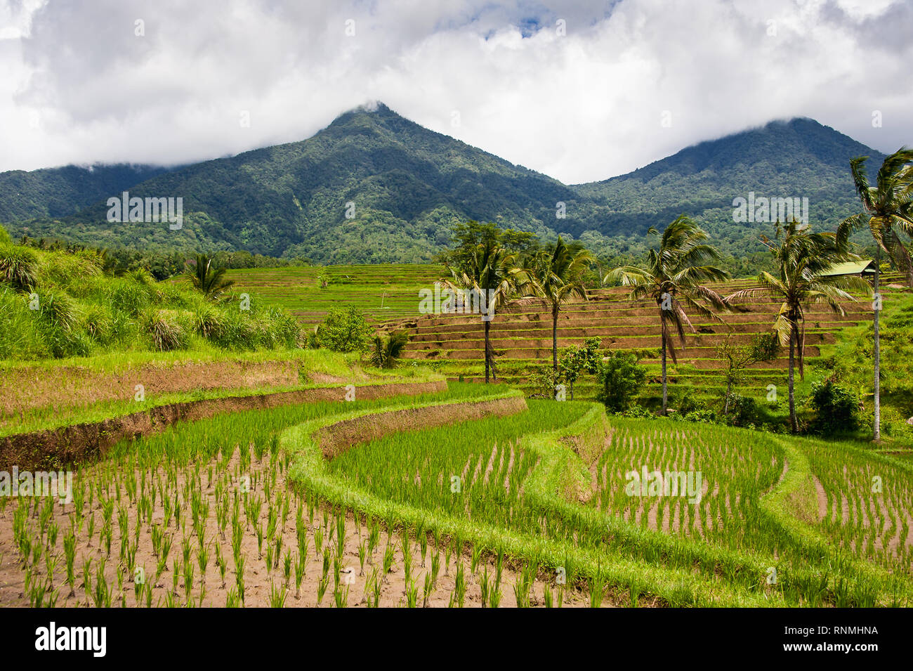 Rizières en terrasses de Jatiluwih, Bali, Indonésie. Beau paysage des Highlands, des rizières vert avec vue sur la montagne Batukaru derrière Banque D'Images