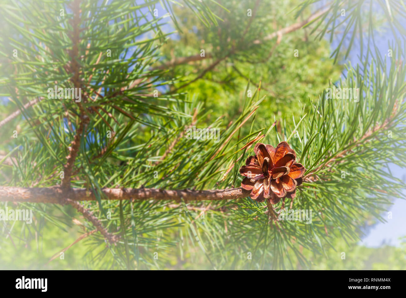 Cône de pin se développe sur le pin au printemps Banque D'Images