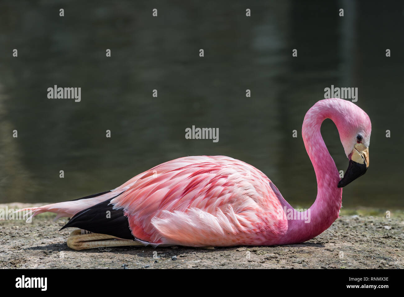 Flamingo couché au sol Banque D'Images