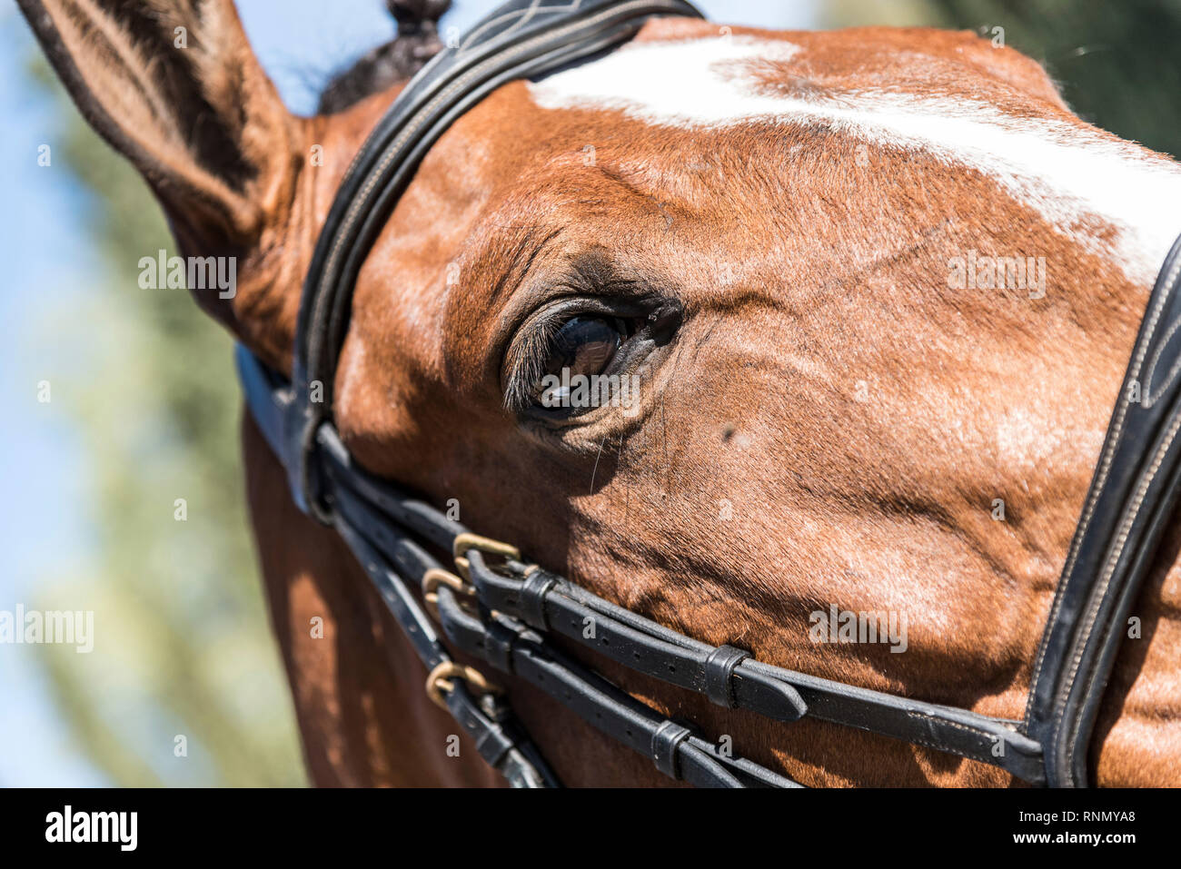 Un accueil chaleureux et agréable horse Banque D'Images