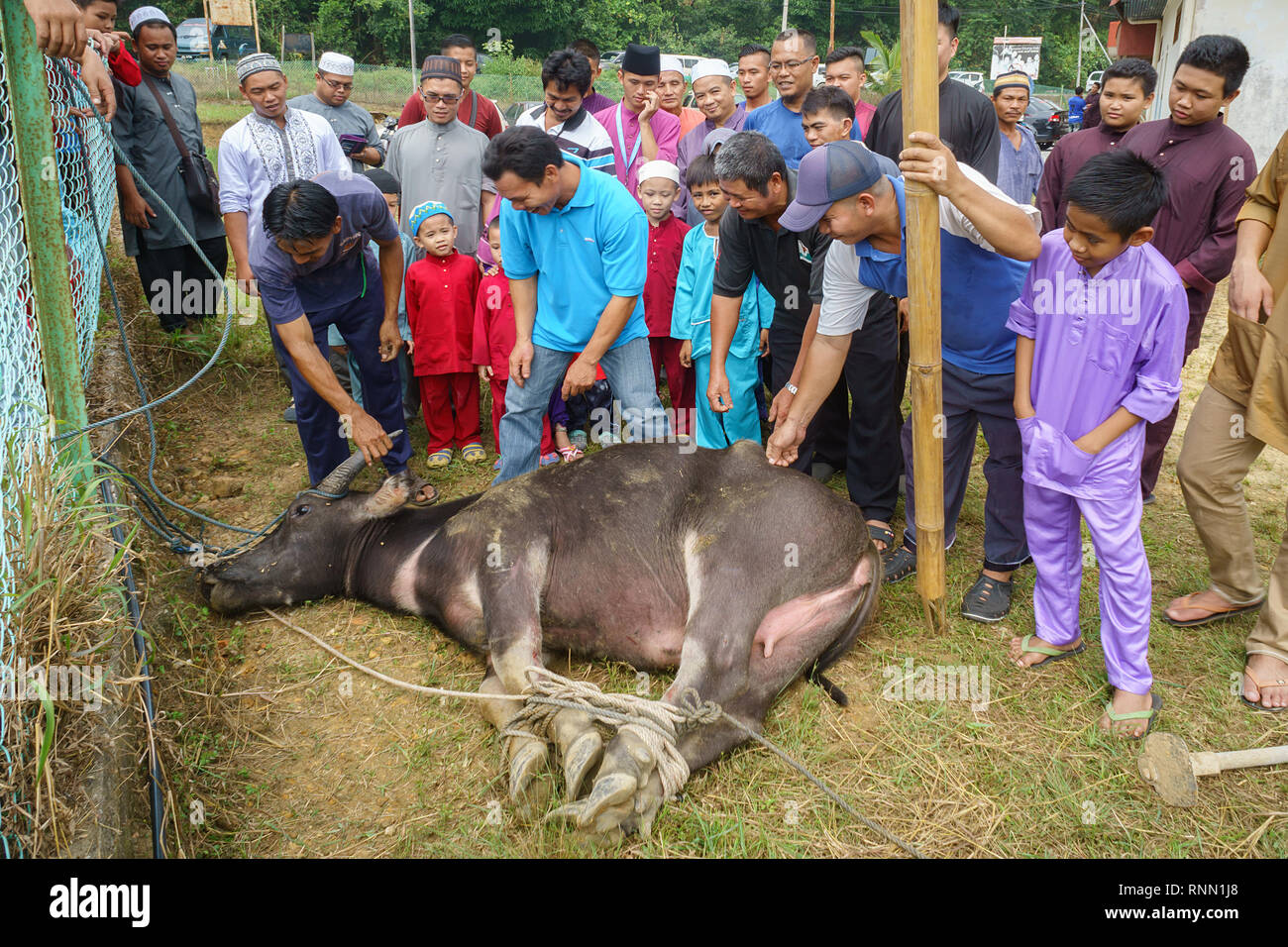 La Malaisie Sabah Kiulu - Sep 24, 2015 : un groupe de musulmans malaisiens de la préparation à l'abattage un buffle au cours de l'Aïd Al-Adha Al Mubarak, la Fête des Sacri Banque D'Images