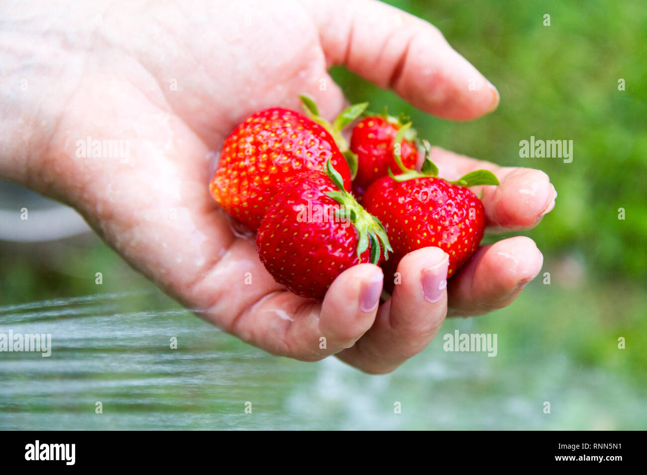 Une poignée de fraises biologiques mûrs en cours de lavage avec un faisceau d'eau Banque D'Images