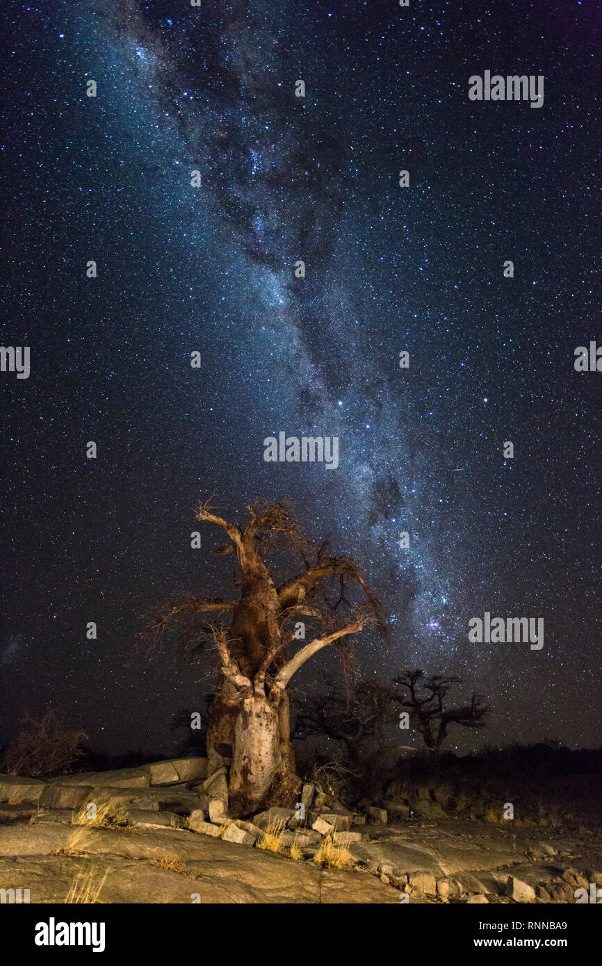 La Milkyway et les baobabs à Kubu Island Banque D'Images