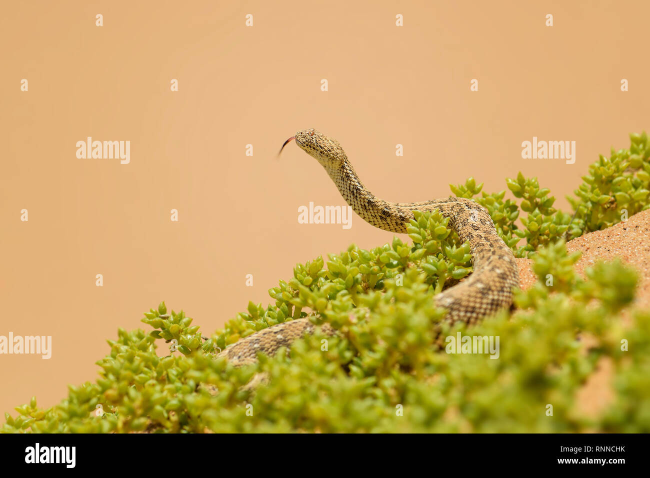 Du Peringuey Adder Bitis peringueyi - petites, viper venimeuse du désert du Namib, Walvis Bay, en Namibie. Banque D'Images