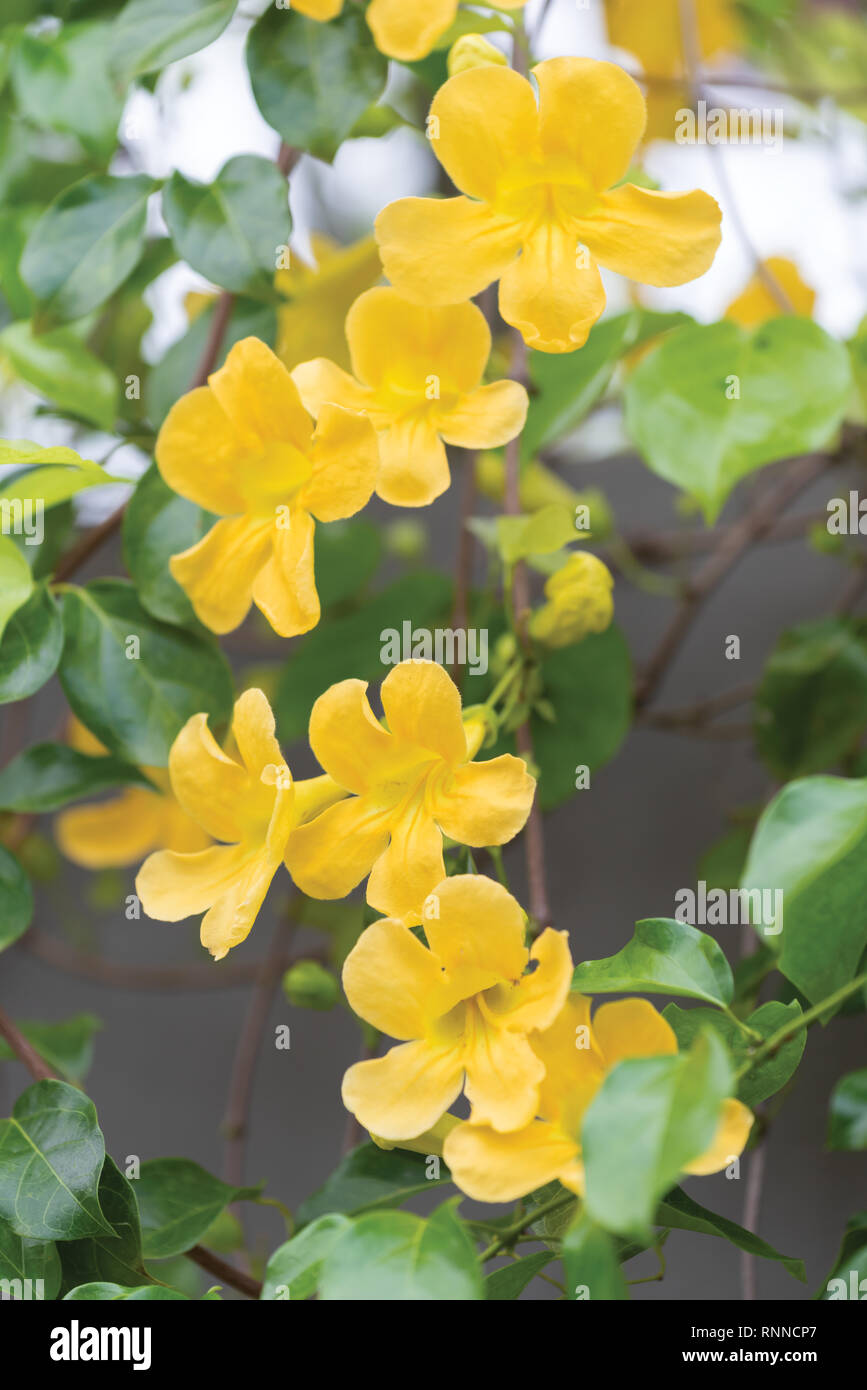 Belles fleurs jaunes avec des feuilles vertes sur la clôture métallique contre le fond de ciel bleu d'été,la griffe de chat, Catclaw Vine, la griffe de chat plantes rampantes Banque D'Images