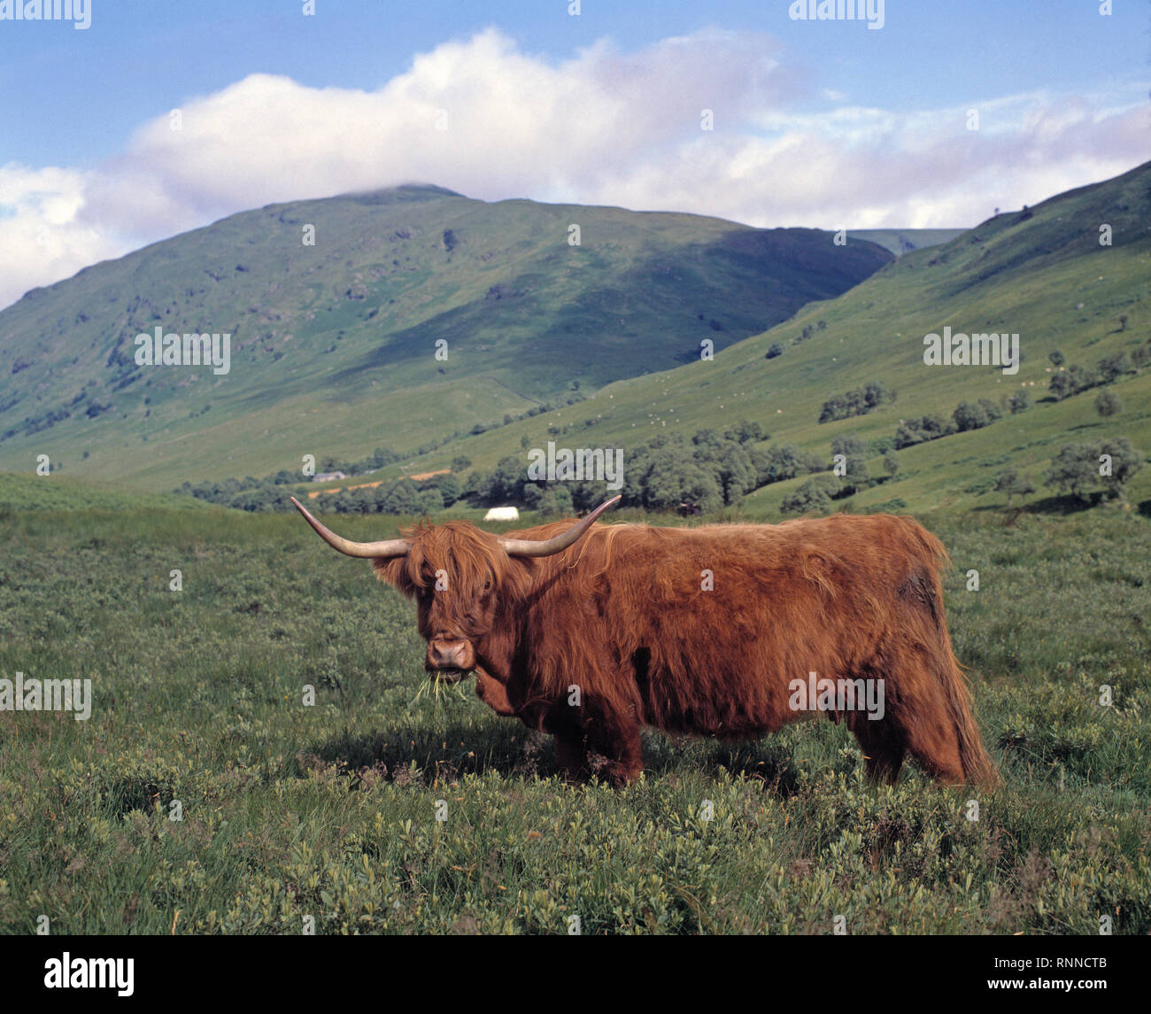 L'Écosse. L'agriculture. Highland cattle. Vue latérale du Highland cow se nourrissent d'herbe fraîche à Glen. Banque D'Images