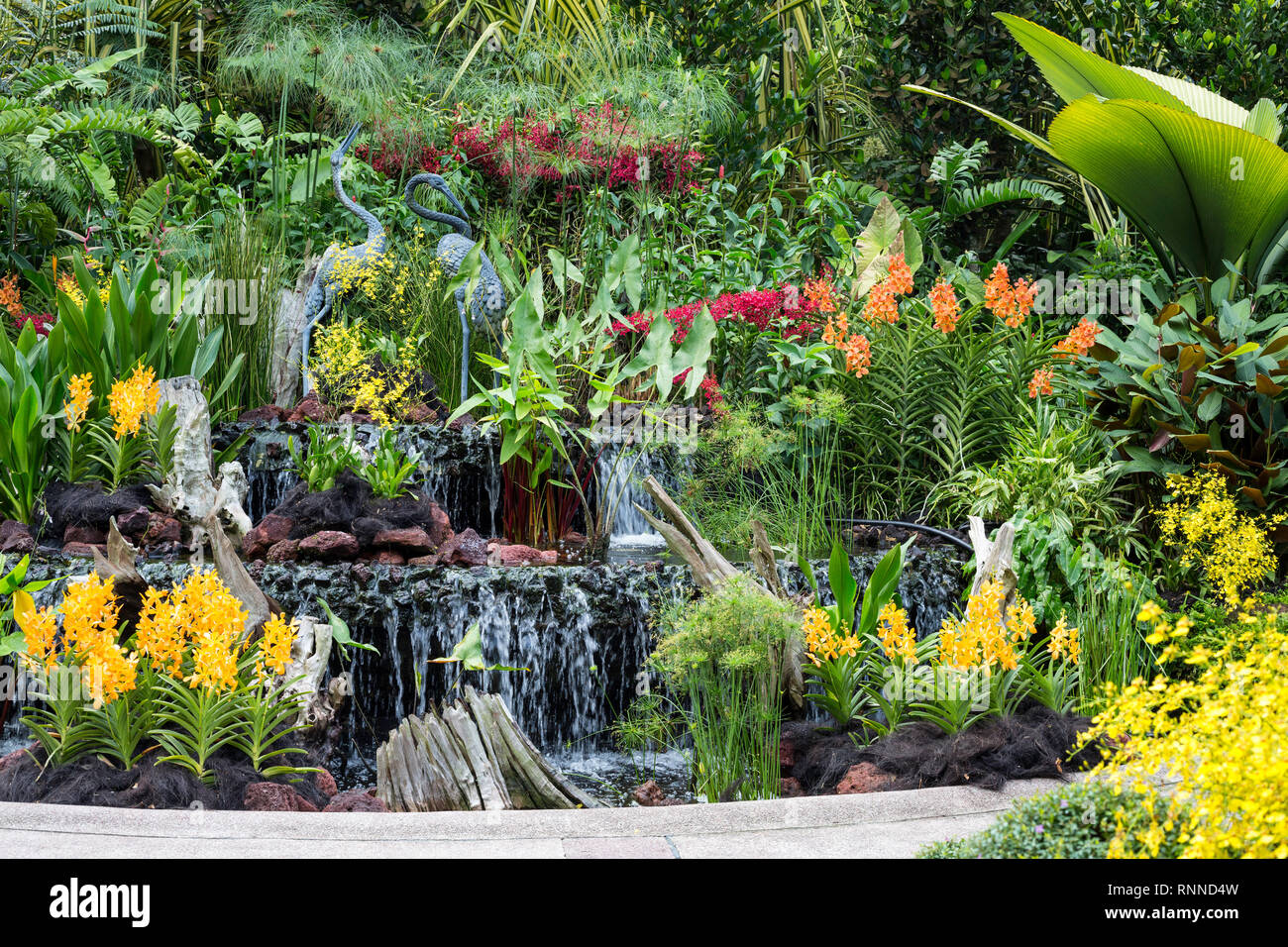Le Jardin Botanique de Singapour, National Orchid Garden. Banque D'Images
