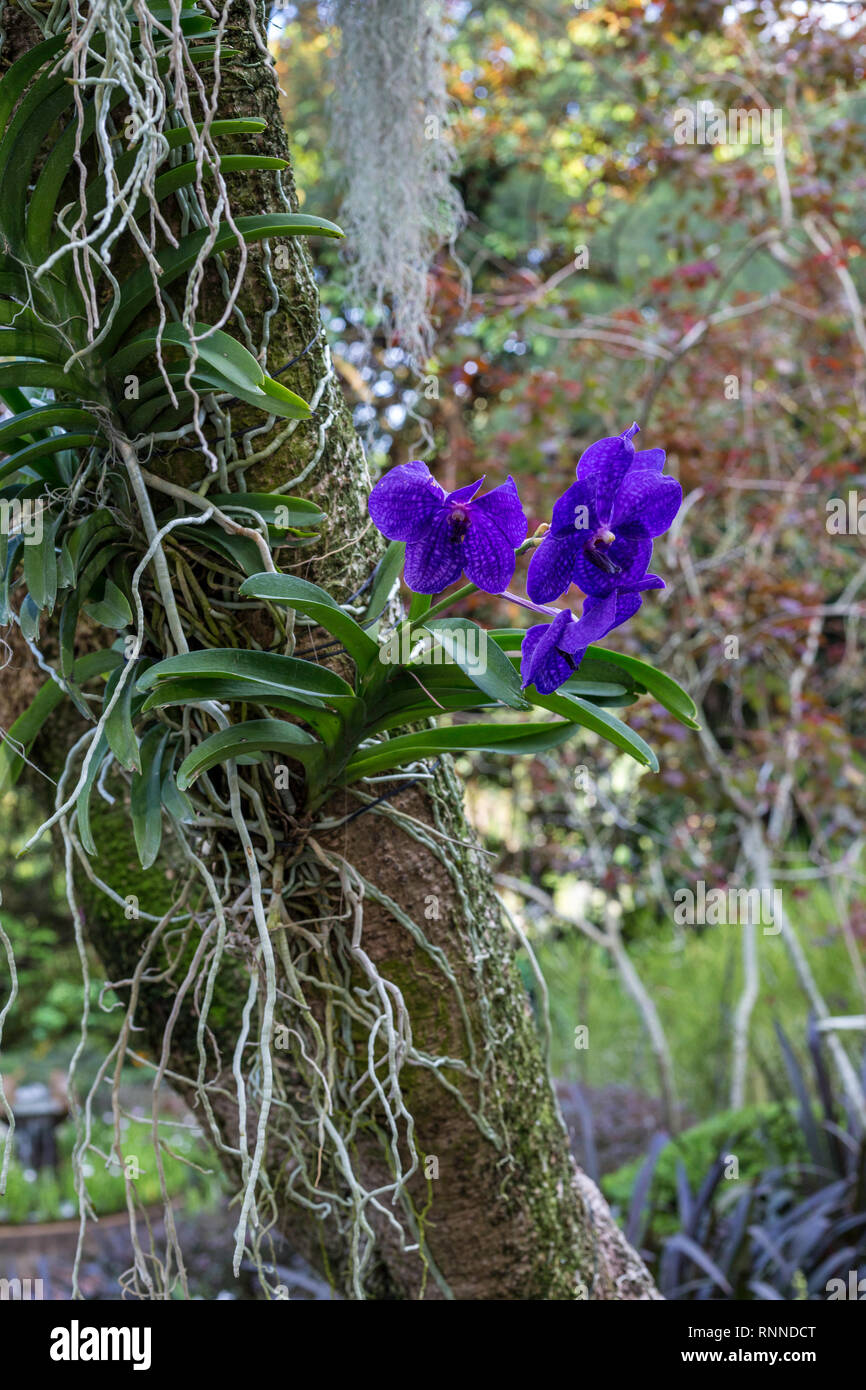 Le Jardin Botanique de Singapour, sur Orchid Tree, National Orchid Garden. Banque D'Images