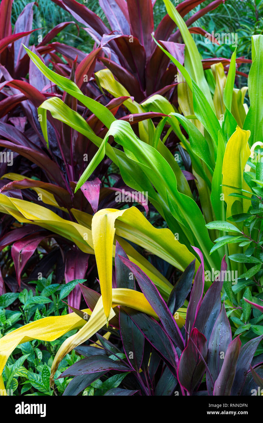 Le Jardin Botanique de Singapour, National Orchid Garden. Banque D'Images