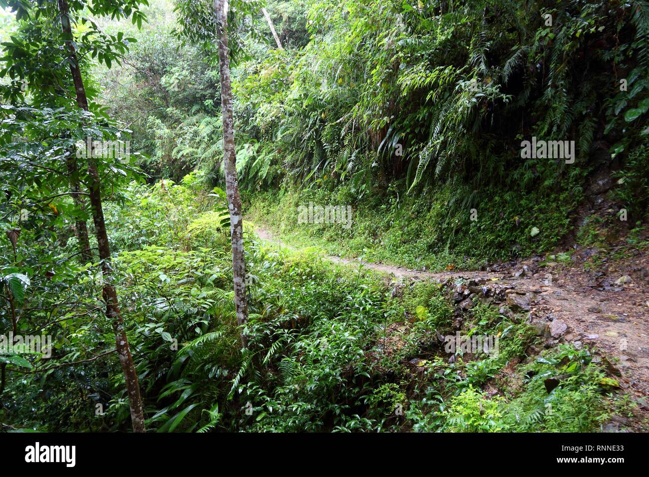 Philippines marche - sentiers touristiques dans les forêts tropicales de la Cordillère de montagnes. Banque D'Images