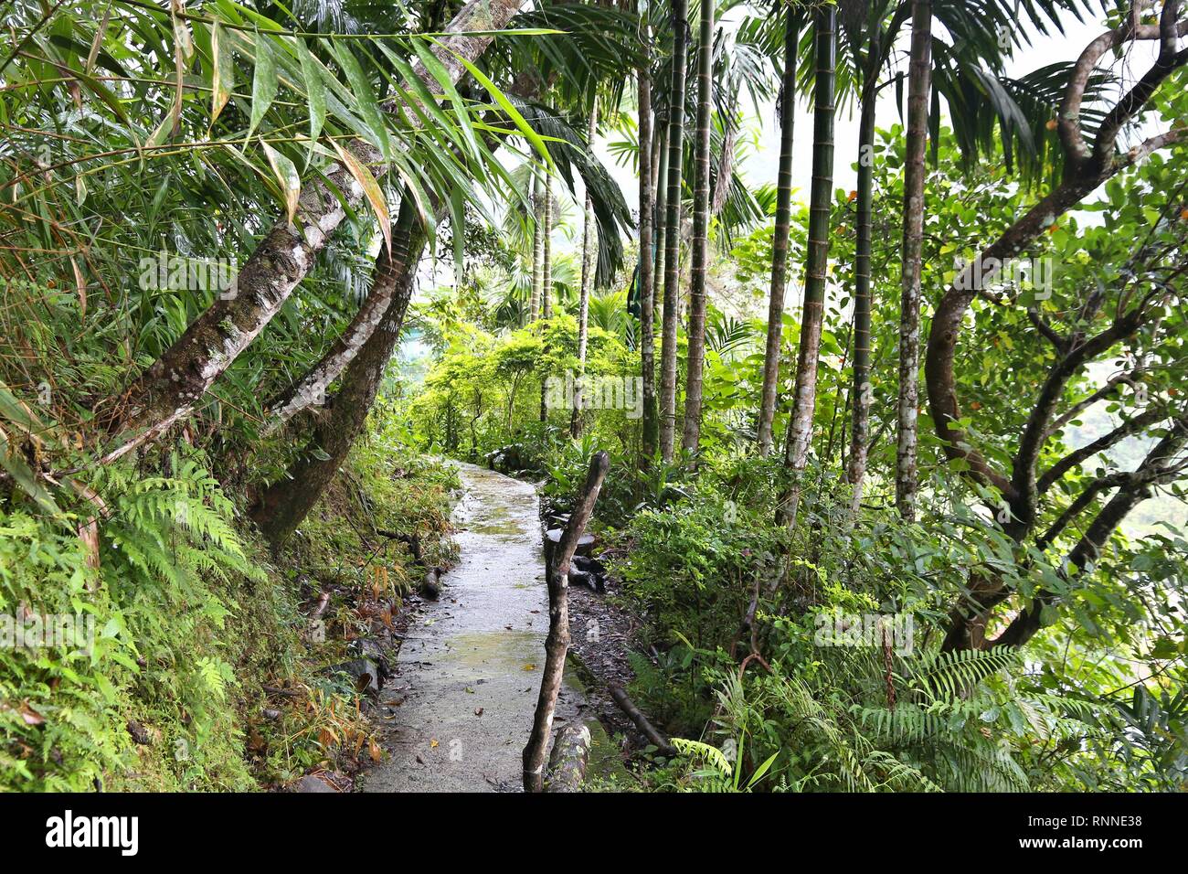 Philippines marche - sentiers touristiques dans les forêts tropicales de la Cordillère de montagnes. Banque D'Images
