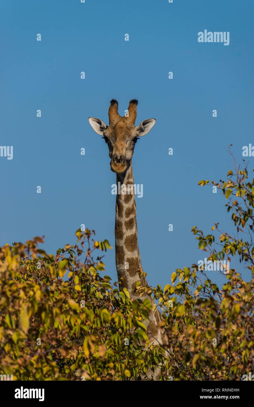 Girafe (Giraffa camelopardalis) à plus de buissons, Etosha National Park, Namibie Banque D'Images