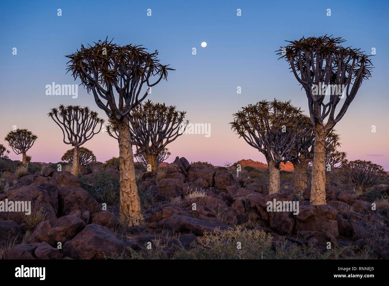 Forêt Quiver Tree (Aloe dichotoma) au coucher du soleil, Ketmanshoop, Namibie Banque D'Images