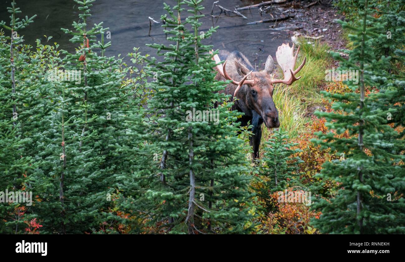 L'Élan (Alces alces) regarde à travers les arbres, deux le lac Medicine, Glacier National Park, Montana, USA Banque D'Images