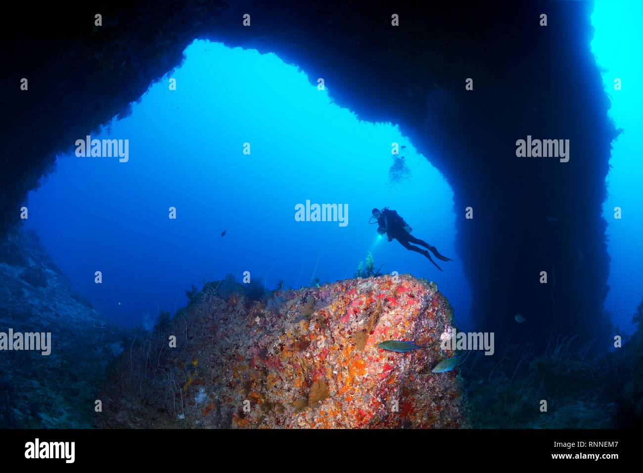 Diver se penche sur la formation des récifs connus sous le sarcophage dans archway de south plateau d'Elphinstone Reef, Red Sea, Egypt Banque D'Images