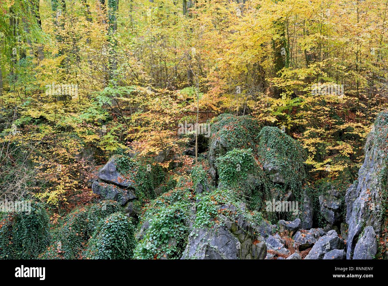 Rochers robuste couverte de lierre (Hedera helix), la forêt de feuillus à l'automne, les hêtres (Fagus sylvatica) Banque D'Images