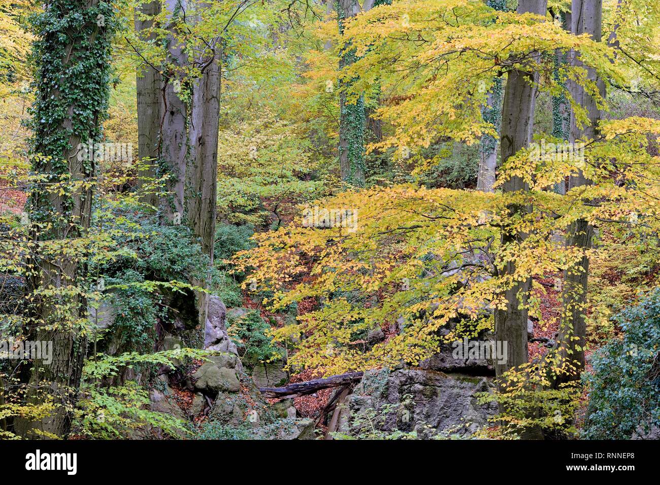Le hêtre commun (Fagus sylvatica) de lierre (Hedera helix) liées à la rude paysage rocheux, la forêt de feuillus à l'automne Banque D'Images