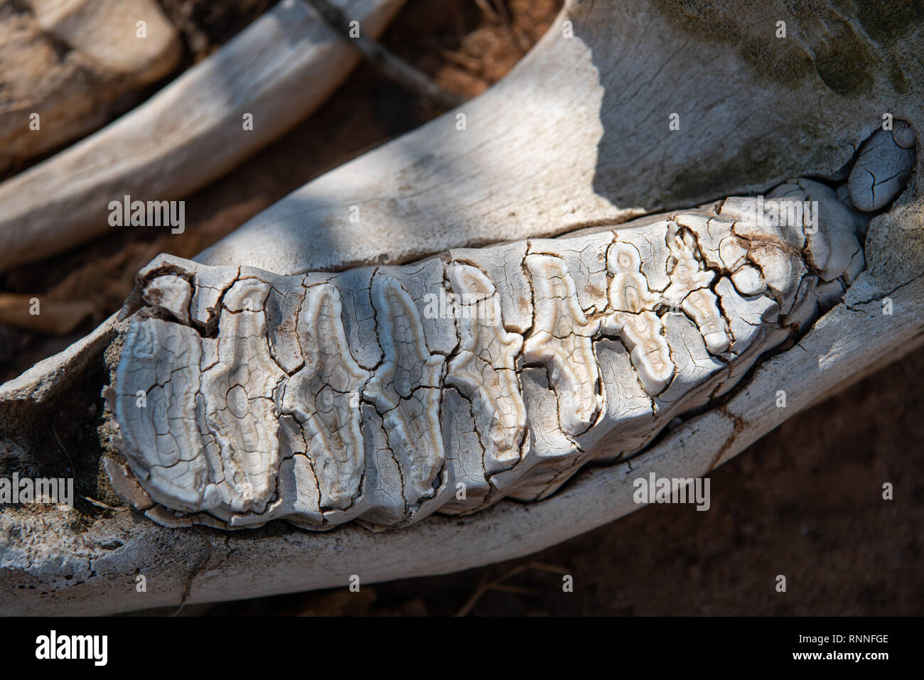Crâne d'un éléphant avec un gros plan des dents Banque D'Images