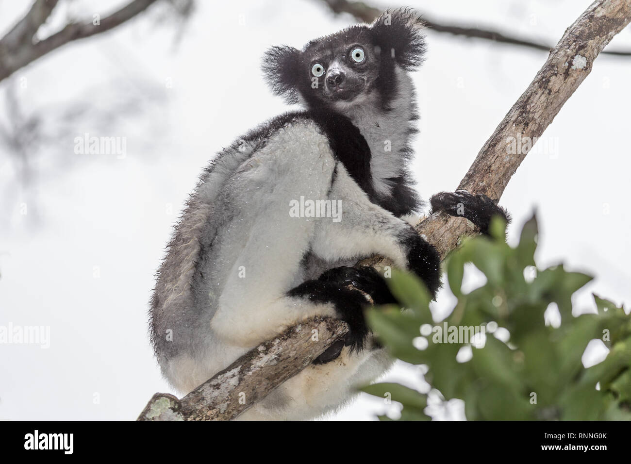Lémurien Indri, alias Babakoto, Tonga soa, Réserve de parc national Parc Mantadia- Andasibe Madagascar sous la pluie Banque D'Images