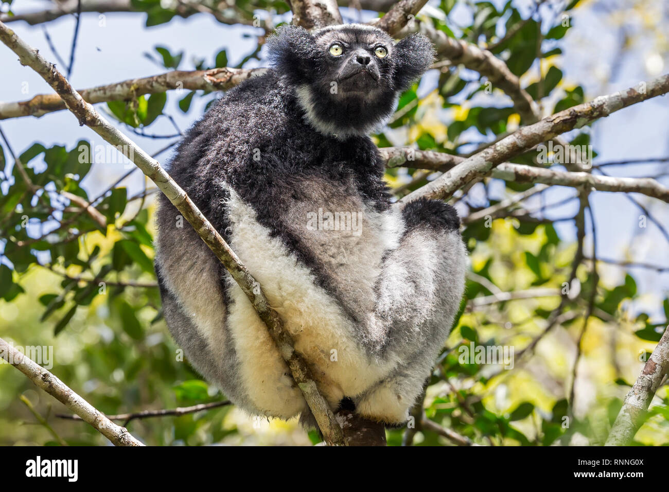 Lémurien Indri, alias babakoto, Tonga soa, Réserve de parc national Parc Mantadia- Andasibe Madagascar Banque D'Images