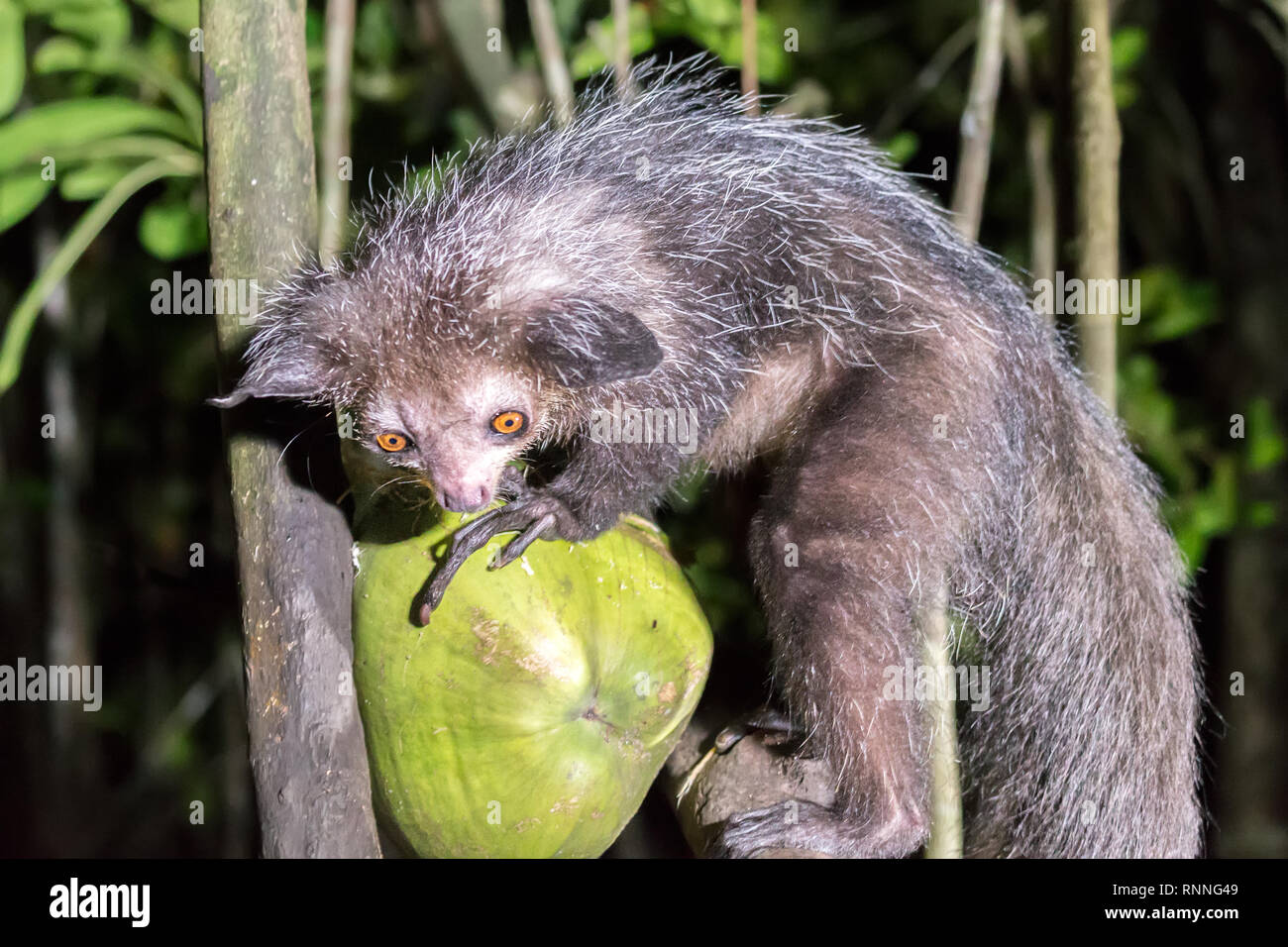 Aye-aye Daubentonia madagascariensis, lémuriens, Vohibola réserver la nuit, manger/boire une noix de coco à l'écart pour les attirer, le lac Ampitabe, Pangalan Banque D'Images