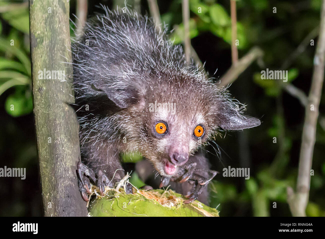 Aye-aye Daubentonia madagascariensis, lémuriens, Vohibola réserver la nuit, manger/boire une noix de coco à l'écart pour les attirer, le lac Ampitabe, Pangalan Banque D'Images