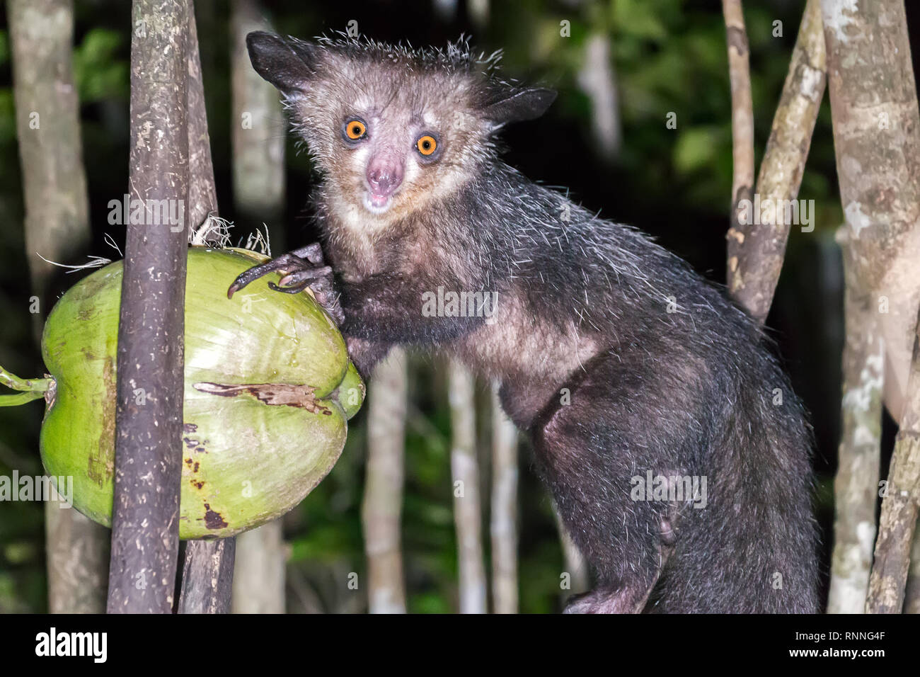 Aye-aye Daubentonia madagascariensis, lémuriens, Vohibola réserver la nuit, manger/boire une noix de coco à l'écart pour les attirer, le lac Ampitabe, Pangalan Banque D'Images
