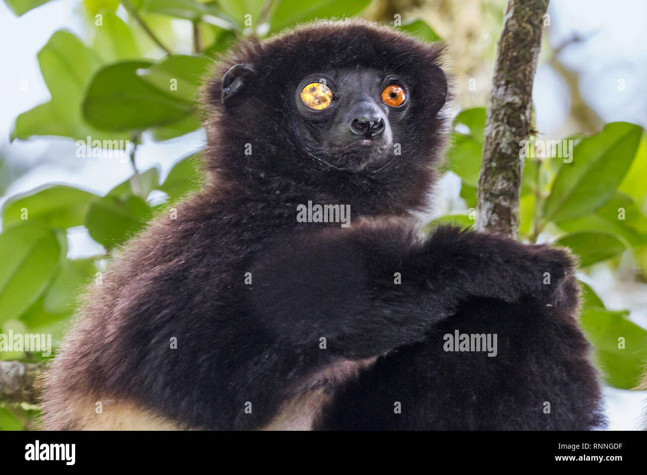 L'Milne-Edward Sifika, lemur, le Propithecus edwardsi, Parc National de Ranomafana, Madagascar. L'œil droit aveugle due à un traumatisme Banque D'Images