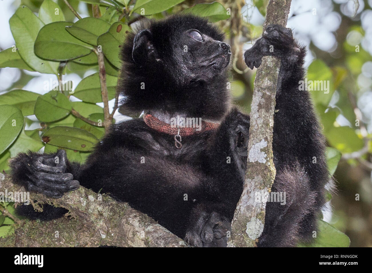 L'Milne-Edward Sifika, lemur, le Propithecus edwardsi, Parc National de Ranomafana, Madagascar. L'œil droit aveugle due à un traumatisme  + collier Banque D'Images