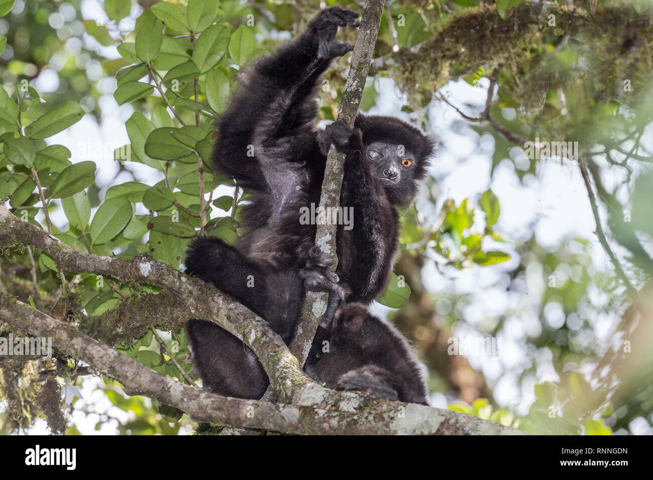 L'Milne-Edward Sifika, lemur, le Propithecus edwardsi, Parc National de Ranomafana, Madagascar. L'œil droit aveugle due à un traumatisme Banque D'Images