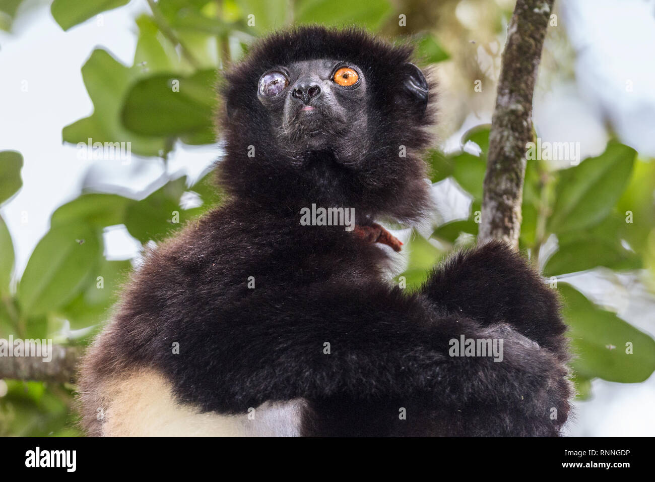 L'Milne-Edward Sifika, lemur, le Propithecus edwardsi, Parc National de Ranomafana, Madagascar. L'œil droit aveugle due à un traumatisme Banque D'Images
