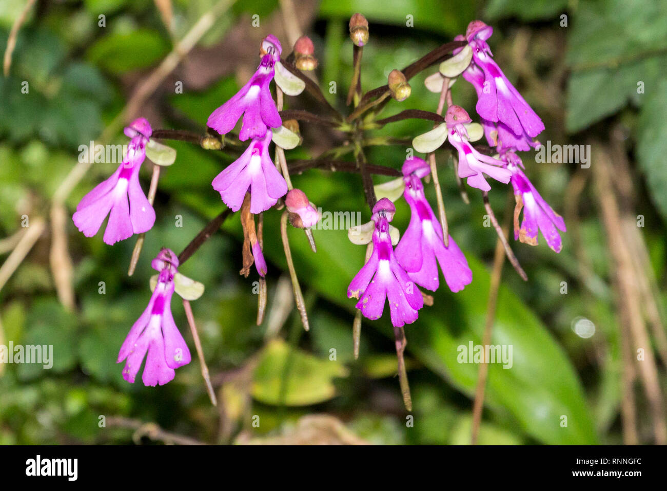 Orchidées, Parc National de Ranomafana, Madagascar Banque D'Images