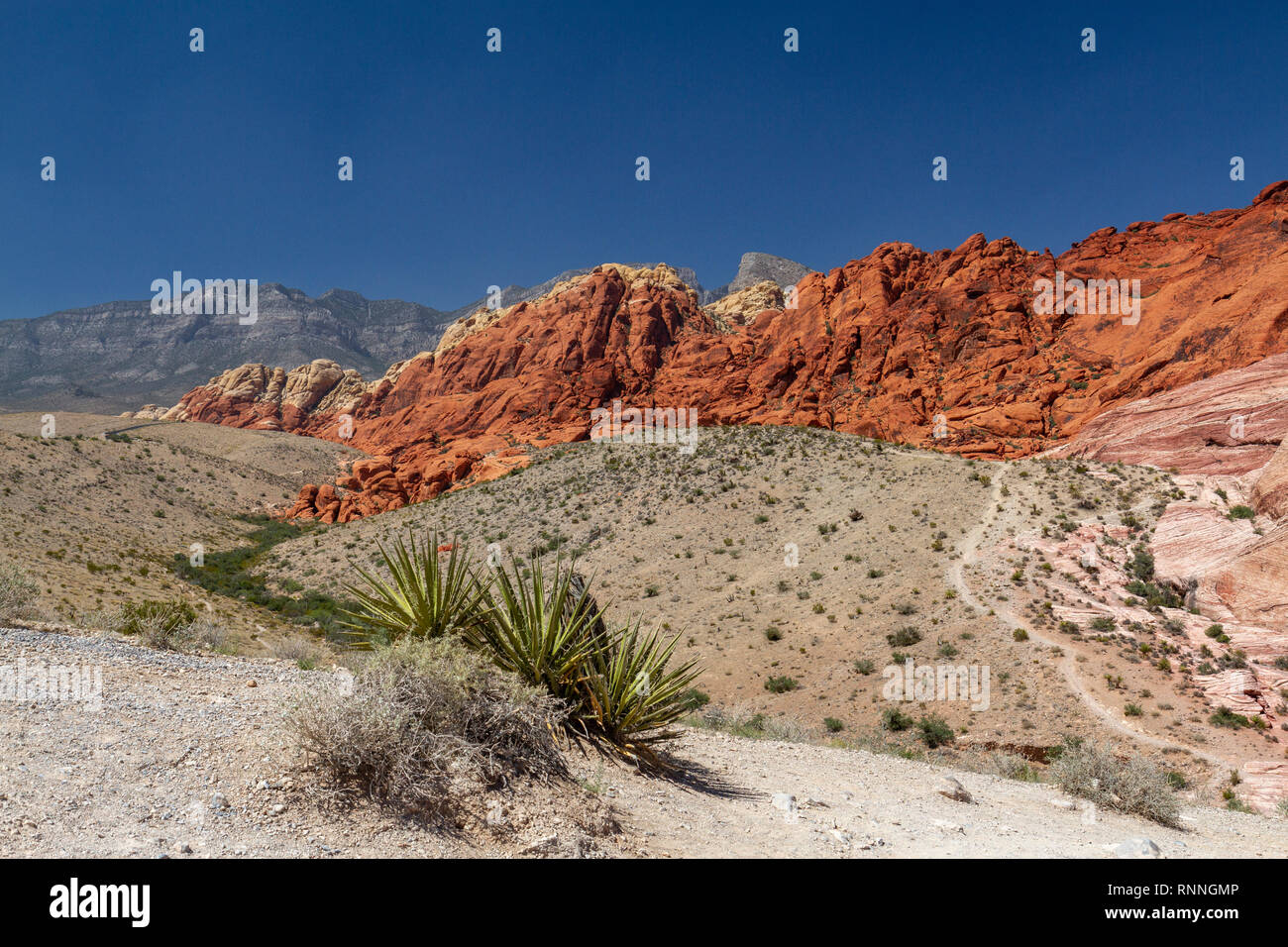 Le calicot Hills, Red Rock Canyon National Conservation Area, Las Vegas, Nevada, United States. Banque D'Images