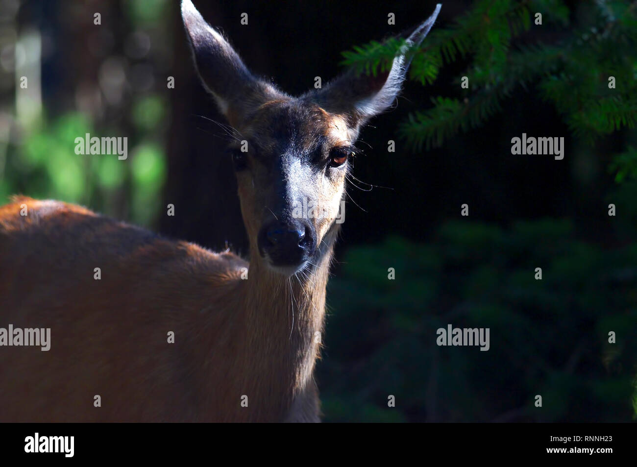 Un Columbian doe cerfs à queue noire (Odocoileus hemionus columbianus) debout dans l'ombre de quelques arbres à proximité. Banque D'Images