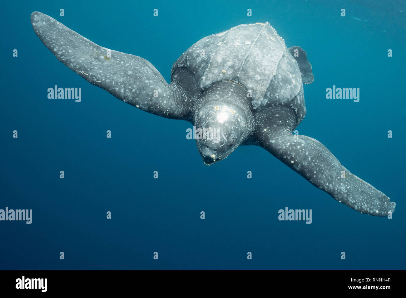 Pacific tortue luth, Dermochelys coriacea, une espèce en voie de disparition, Kei ( ou Kai ) Îles, Moluques, Indonésie orientale, Mer de Banda Banque D'Images