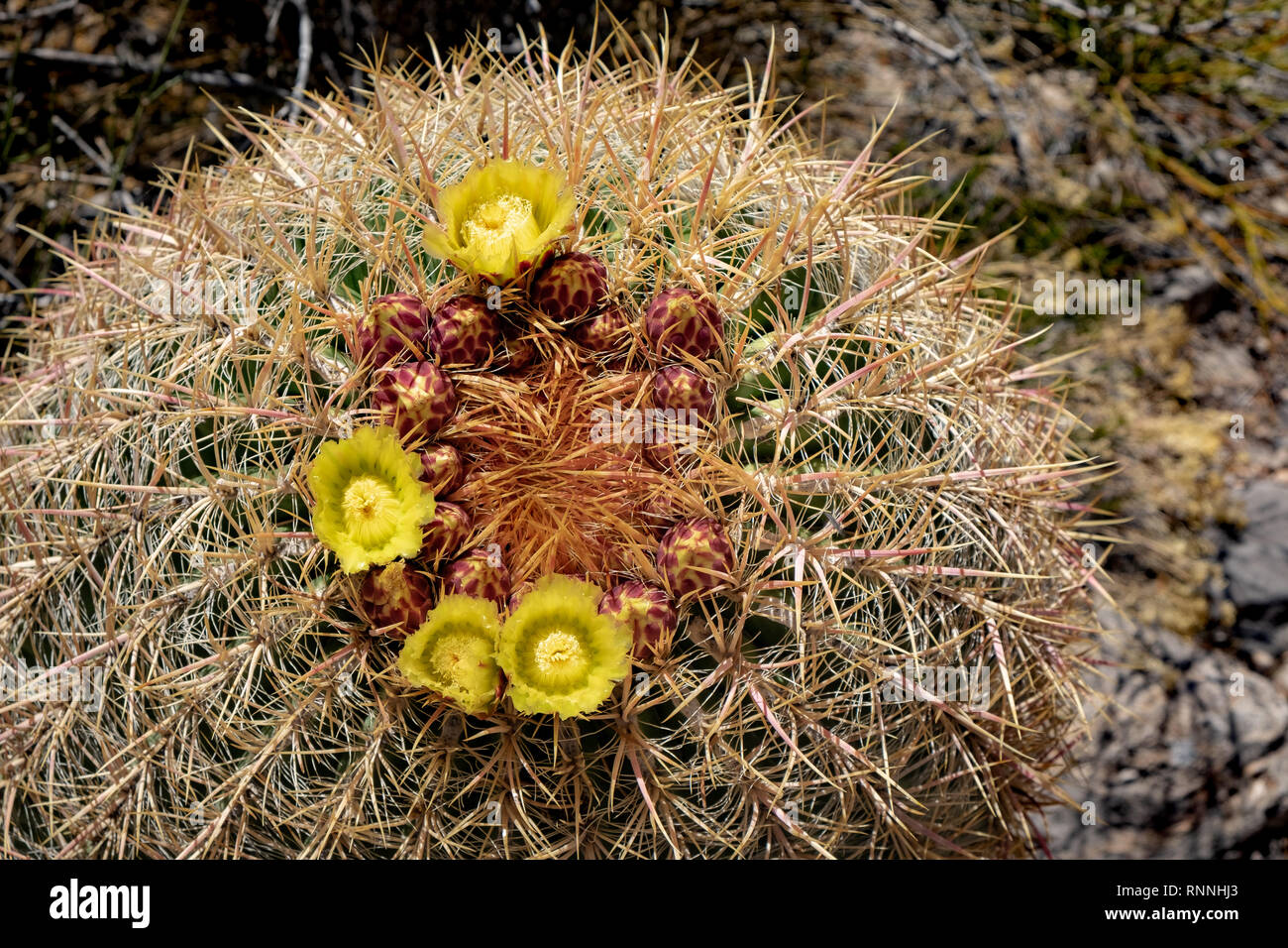 USA, Nevada, comté de Clark, Gold Butte National Monument. La couronne de fleurs jaunes sur le corps de la Californie (cactus Ferocactus) cylindraceous Banque D'Images