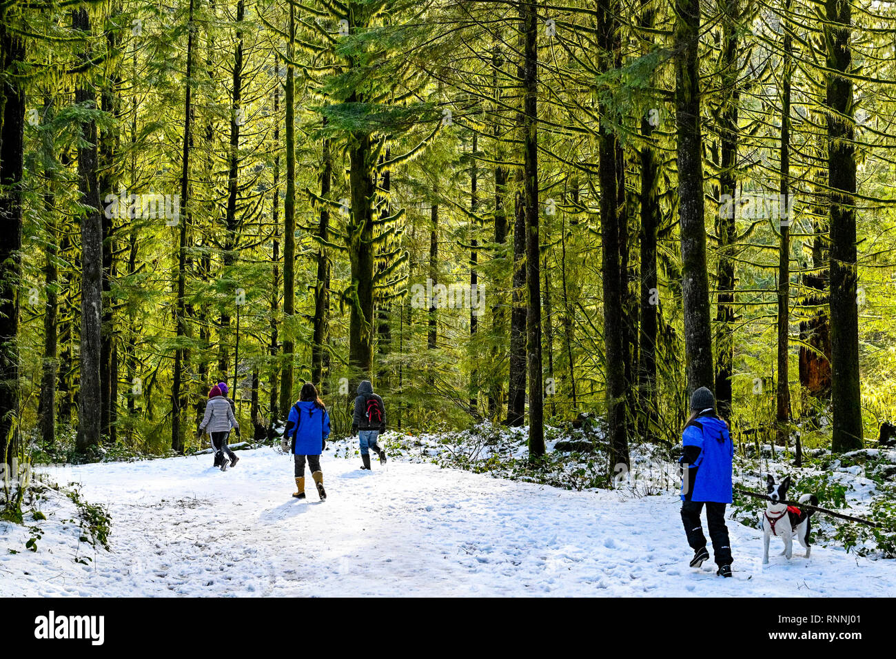 Les randonneurs, sentier d'hiver, Réserve de conservation Lower Seymour, North Vancouver, Colombie-Britannique, Canada Banque D'Images