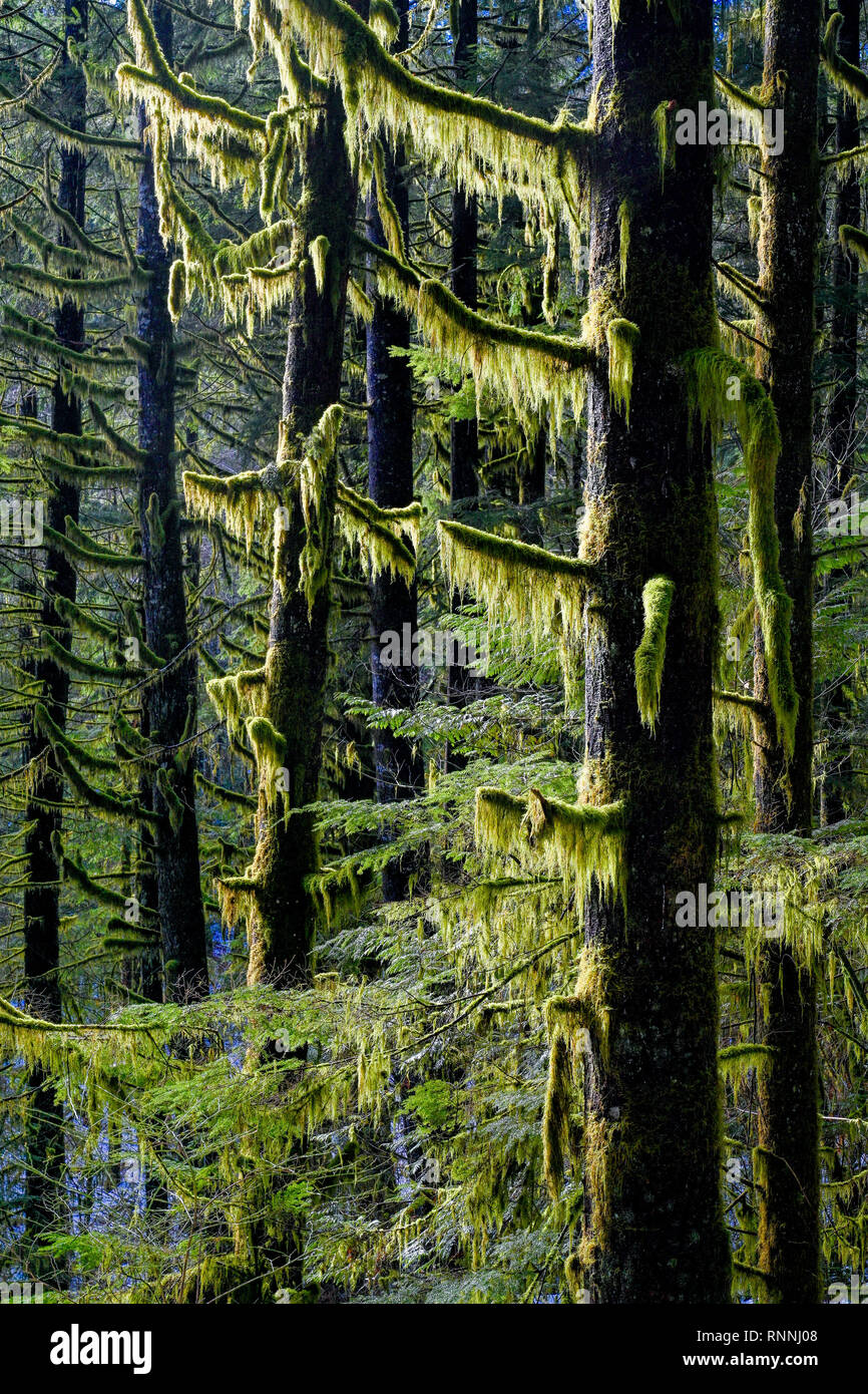 Les arbres à feuilles persistantes drapés de mousse, Réserve de conservation Lower Seymour, North Vancouver, Colombie-Britannique, Canada Banque D'Images
