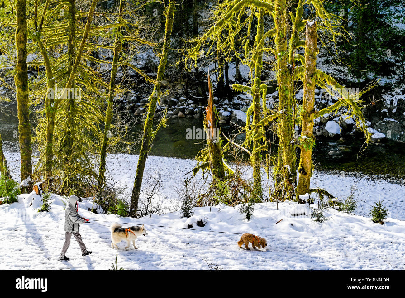 Man Walking dogs, Réserve de conservation Lower Seymour, North Vancouver, Colombie-Britannique, Canada Banque D'Images