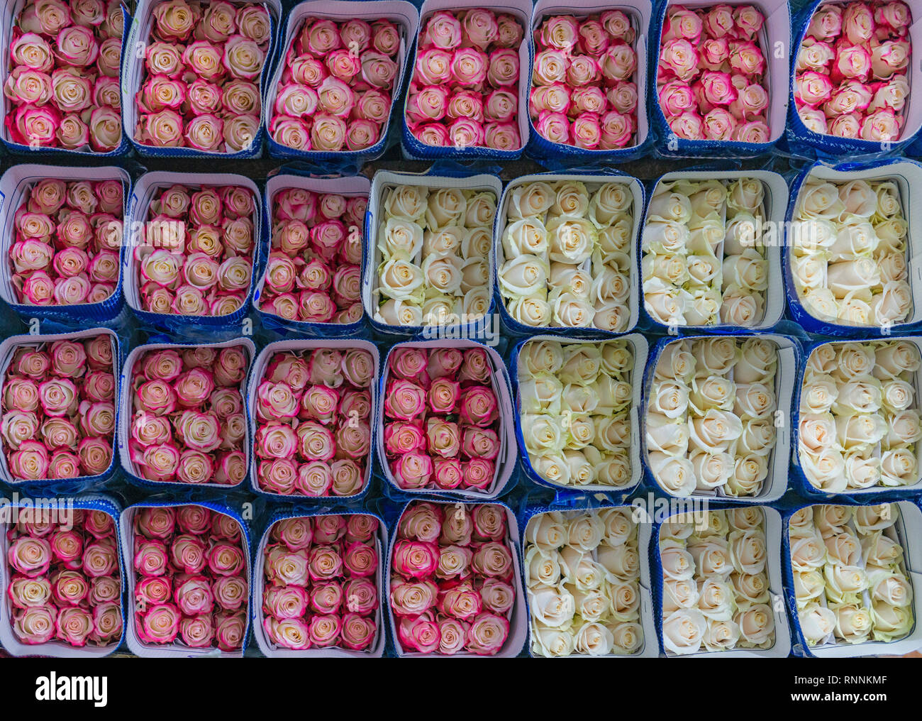 Des douzaines de roses roses et blanches prêtes à exporter à l'économie mondiale à Cayambe, au nord de Quito, Equateur. Banque D'Images