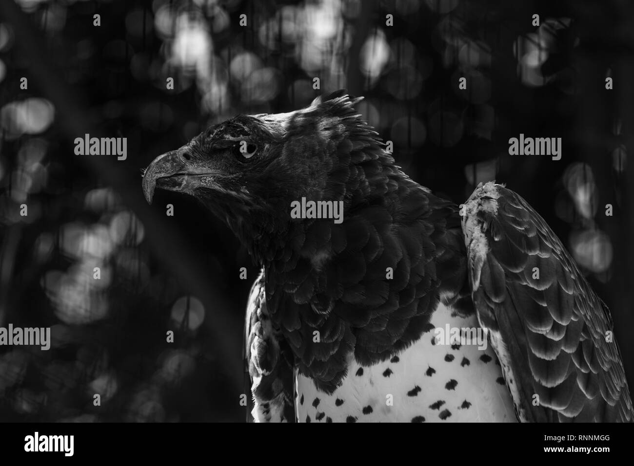 Un aigle Martial avec une blessure à l'œil et l'aile de l'African Raptor Center, Midlands du Natal, Afrique du Sud. Banque D'Images