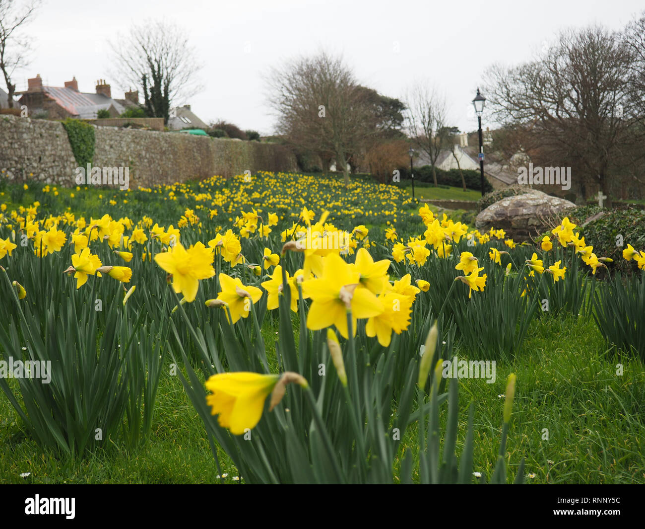 Les jonquilles à St Davids, Pays de Galles, Royaume-Uni Banque D'Images