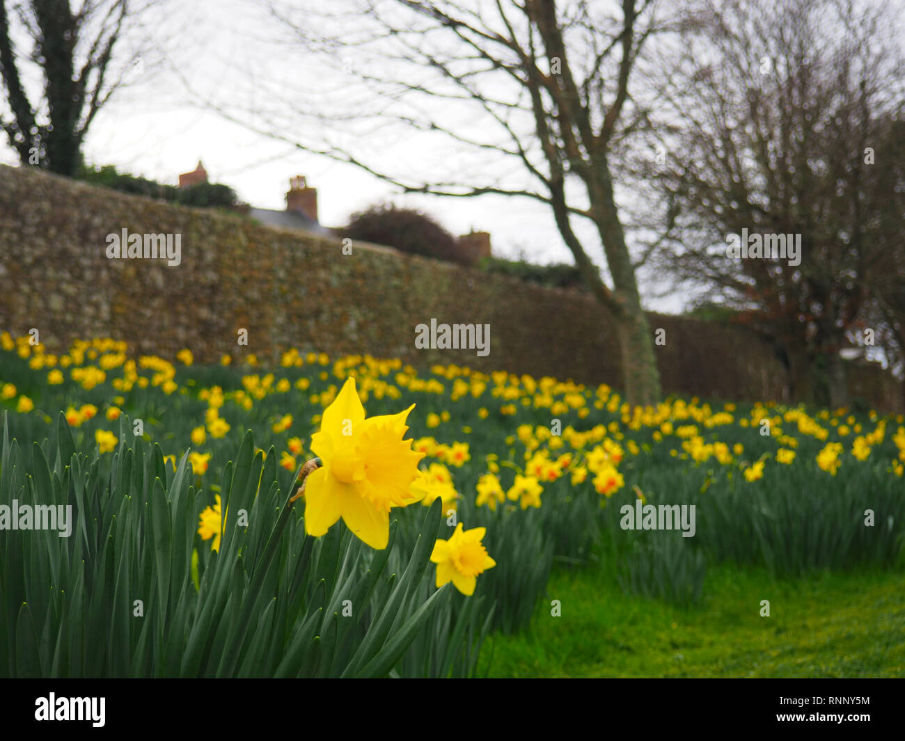 Les jonquilles à St Davids, Pays de Galles, Royaume-Uni Banque D'Images