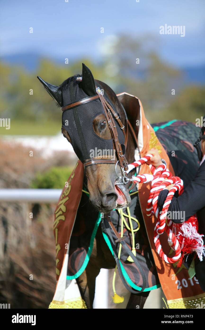 Kyoto, Japon. 16 Février, 2019. Regalo Dea Dea : Courses de chevaux Regalo après avoir remporté l'enjeu à Kyoto Kyoto Hinba Hippodrome à Kyoto, au Japon . Credit : Eiichi Yamane/AFLO/Alamy Live News Banque D'Images
