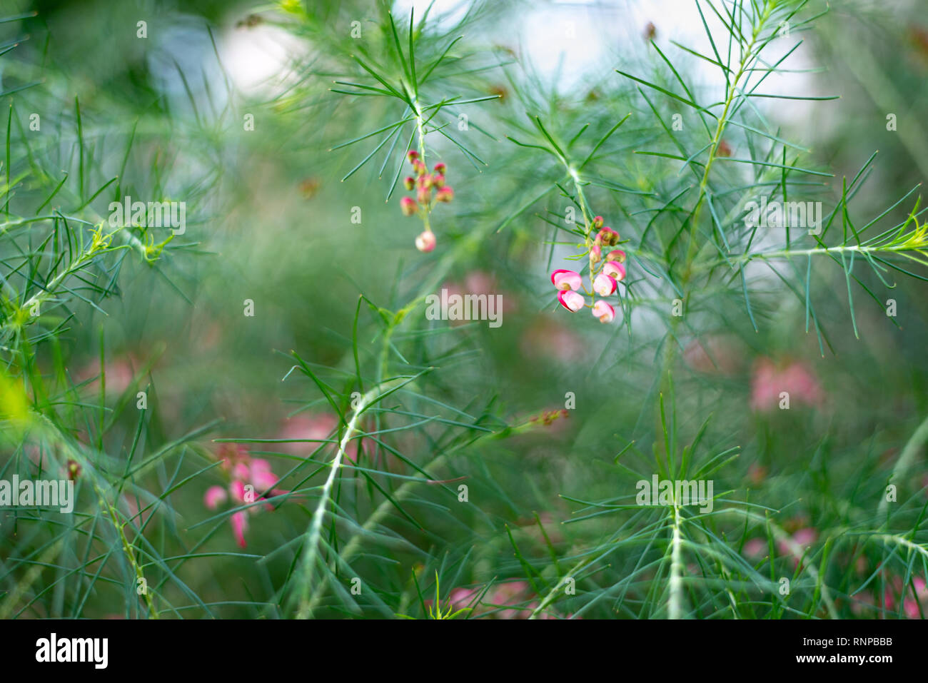 Grevillea rosmarinifolia fleur branche avec les fleurs rouges Banque D'Images Grevillea rosmarinifolia fleur branche avec les fleurs rouges Banque D'Images