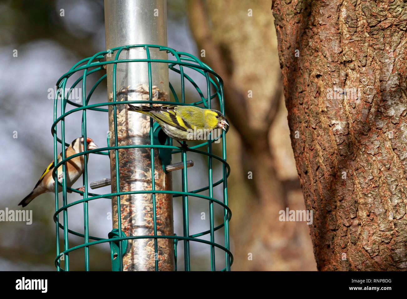 Mâle adulte de Symons, Carduelis spinus et un adulte, Carduelis carduelis Chardonneret alimenter à une mangeoire de graines, England, UK. Banque D'Images