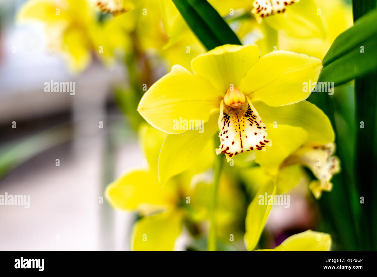 La floraison de l'orchidée cymbidium jaune. Banque D'Images