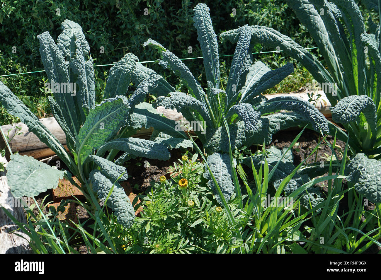 Chou Kale. Chou frisé toscan ou kale noir sur plante. Le chou d'hiver également connu sous le nom de l'italien ou kale lacinato en croissance consécutive. Ogranic méditerranée chou g Banque D'Images